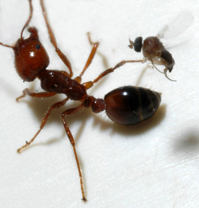 Fire-ant-and-parasitic-Phorid-fly.png